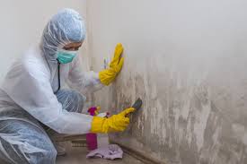 Why You Should Choose Our Mold Remediation Services in Perry, UT